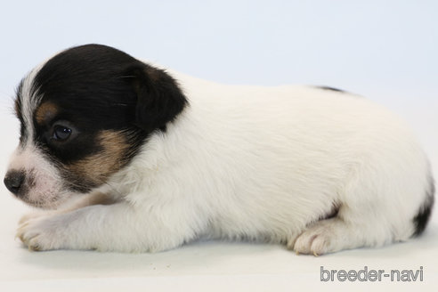 成約済の神奈川県のジャックラッセルテリア-281315の2枚目